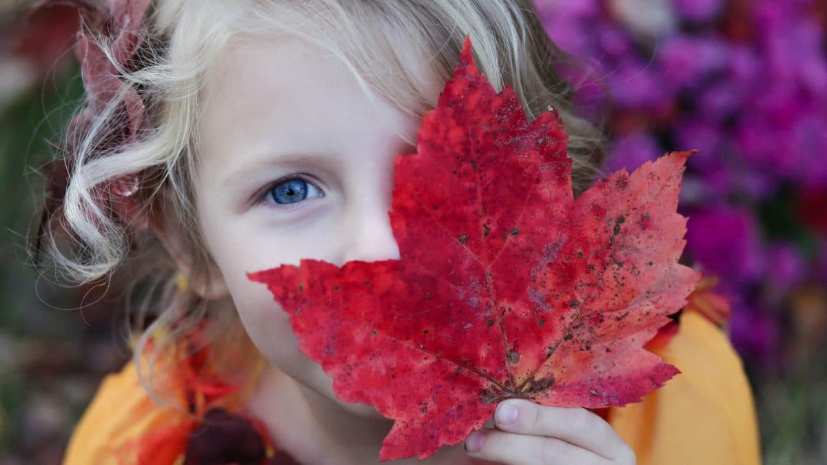 colores y formas de otoño