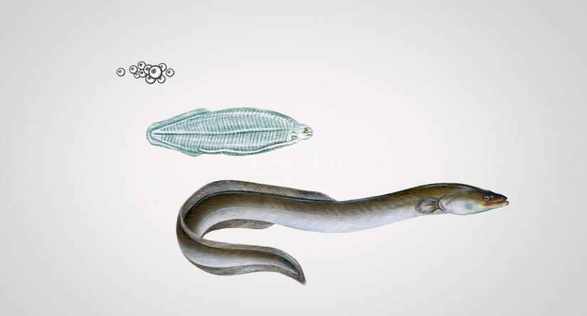 ciclo vital de las anguilas