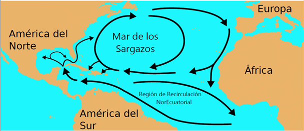 mar de los sargazos, primer hogar de las anguilas